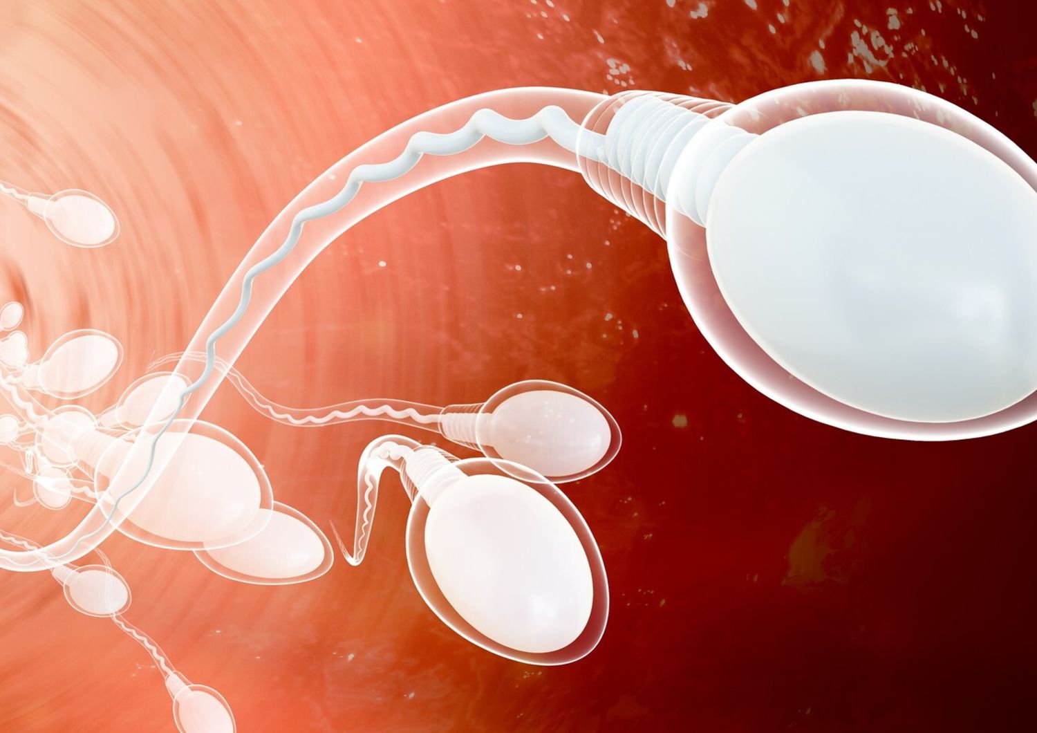 Spermatozoi (AFP)