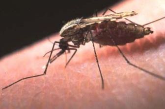 Malaria