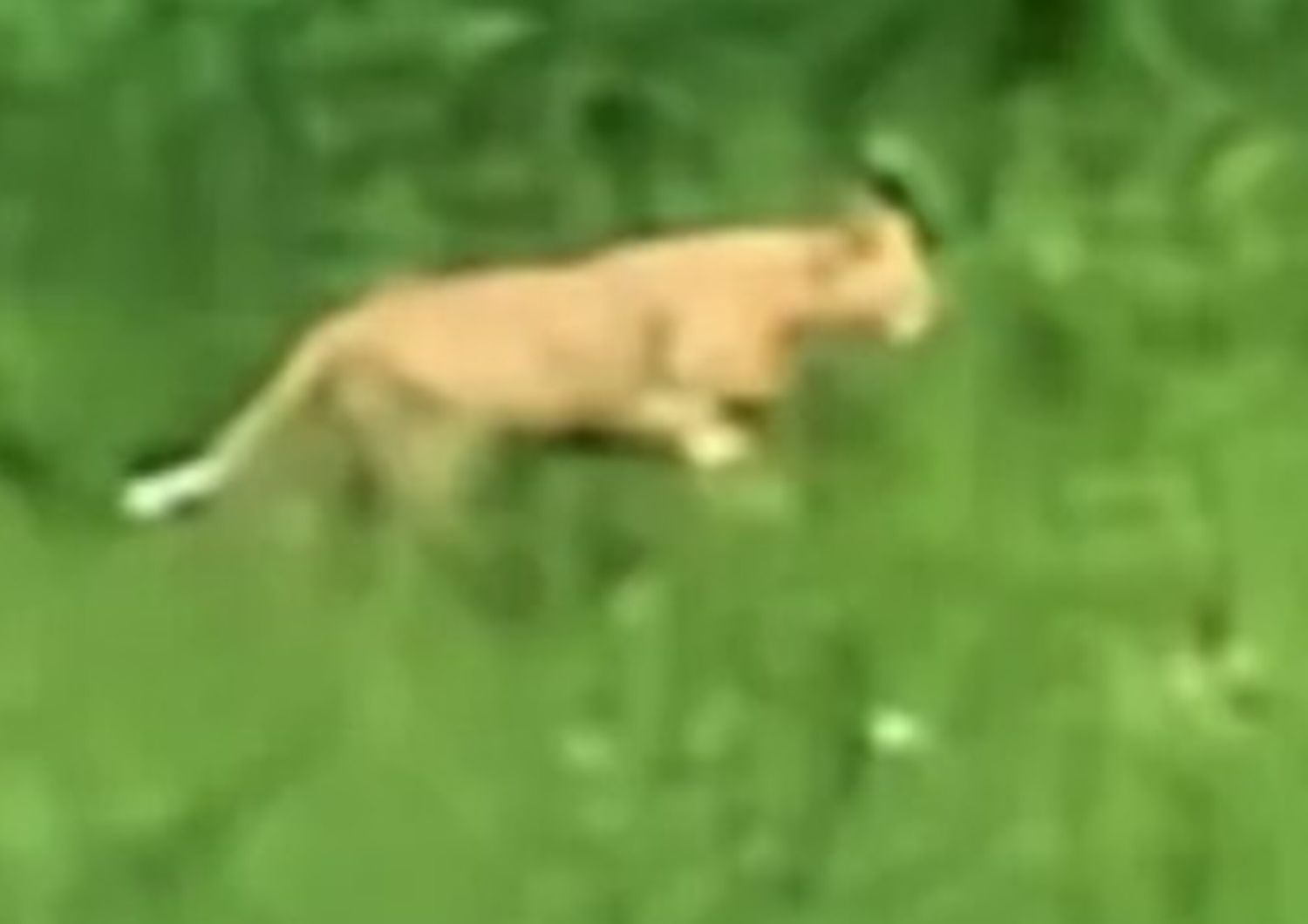 Il felino avvistato ad Ascoli Piceno