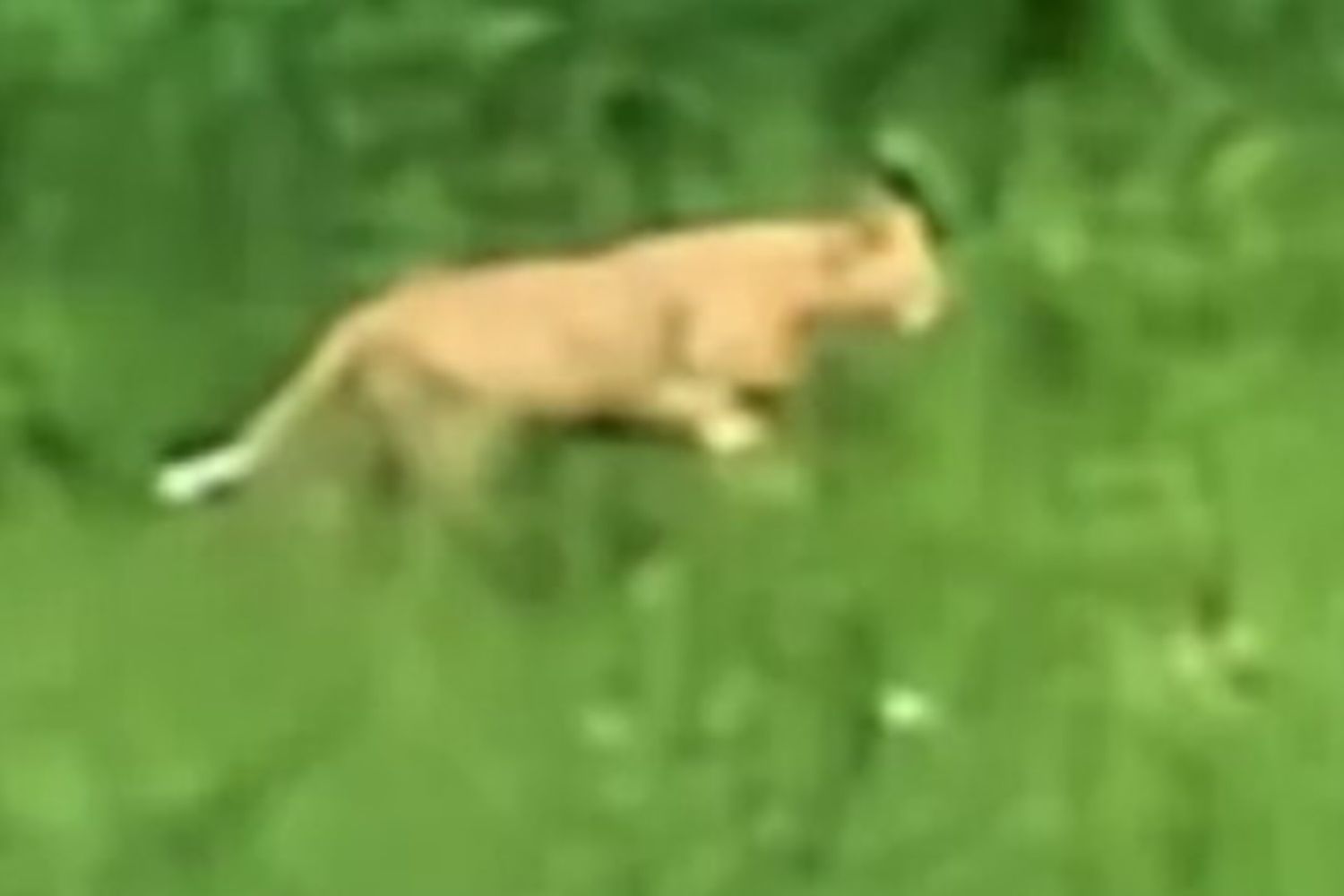 Il felino avvistato ad Ascoli Piceno