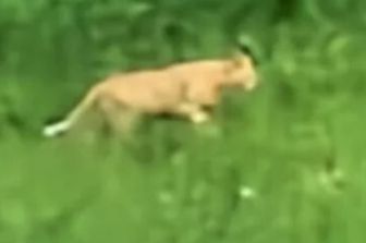 Il felino avvistato ad Ascoli Piceno