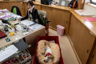 cani-in-ufficio-benefici-stress-produttivita-lavoro
