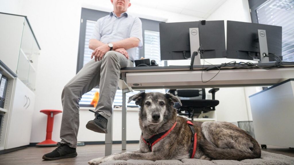 Con i cani in ufficio cala lo stress e cresce la produttività