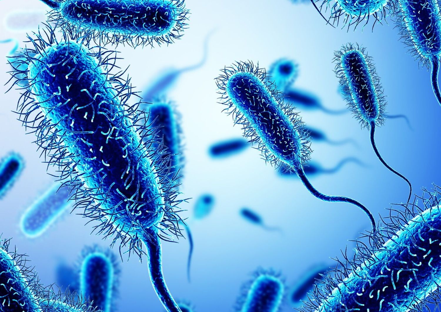 Il batterio dell'Escherichia Coli - foto Afp