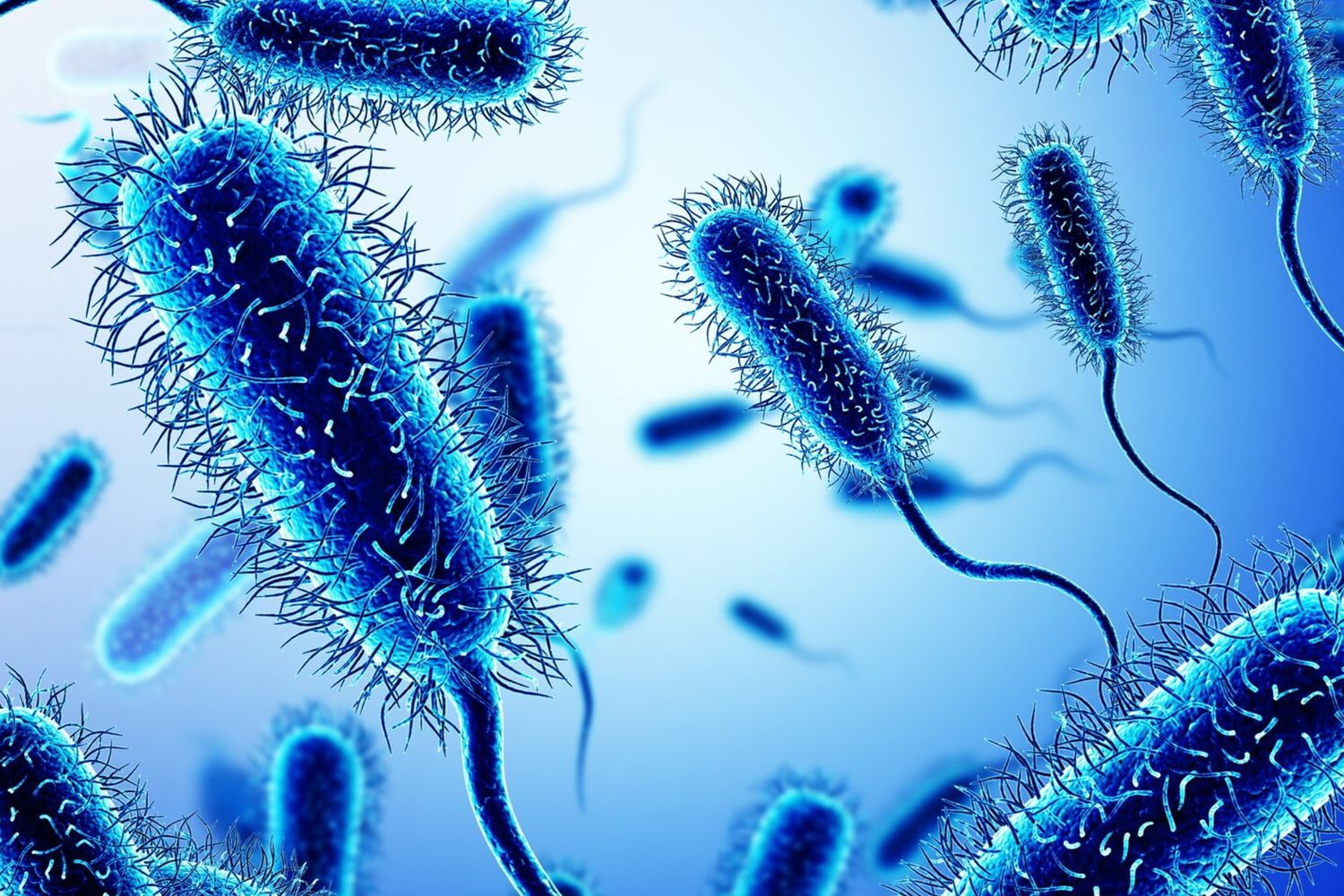 Il batterio dell'Escherichia Coli - foto Afp