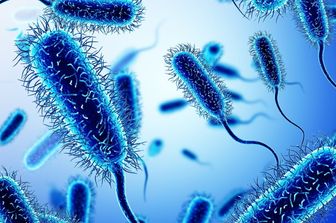 Il batterio dell'Escherichia Coli - foto Afp