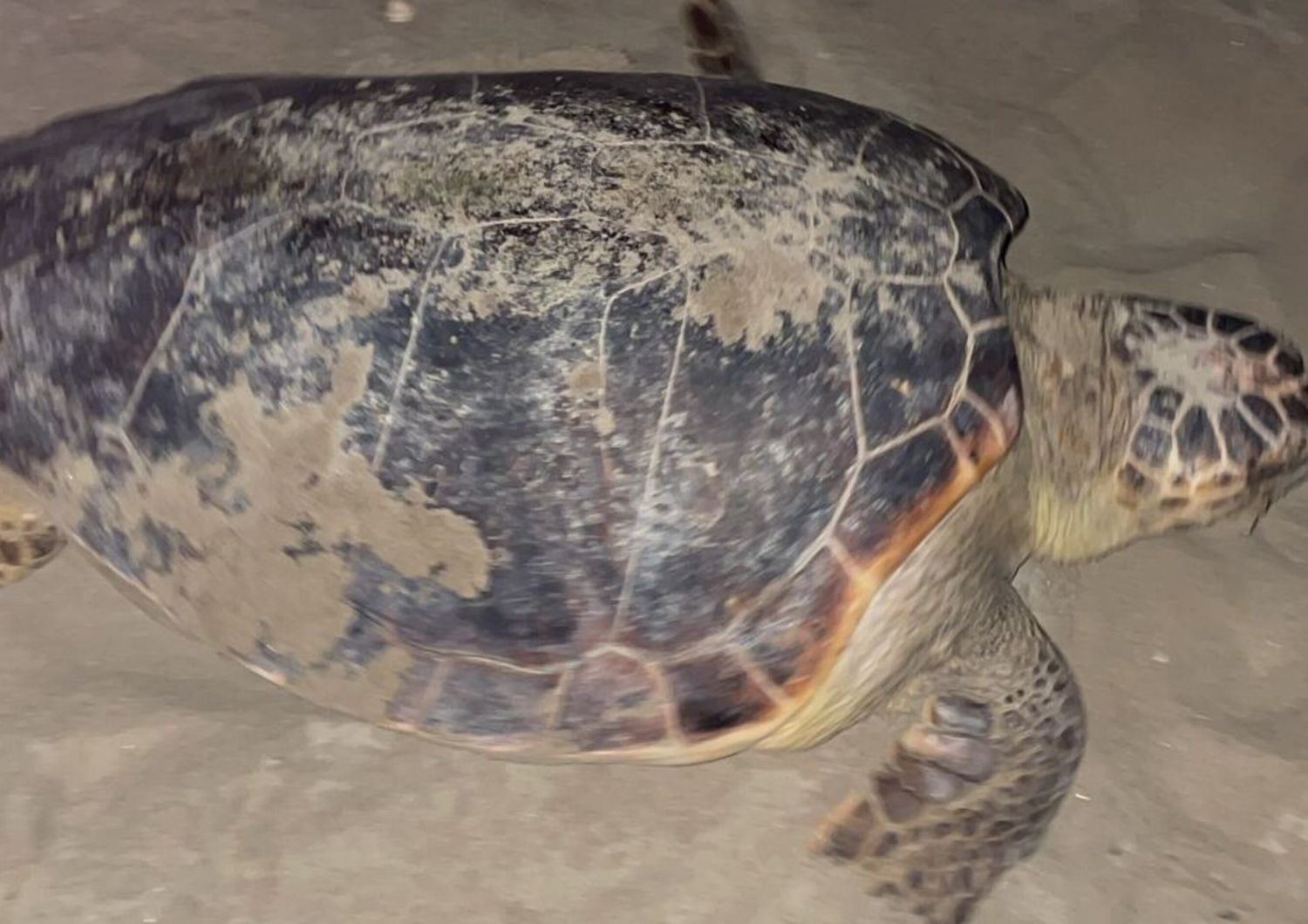 Tartaruga marina  Caretta caretta
