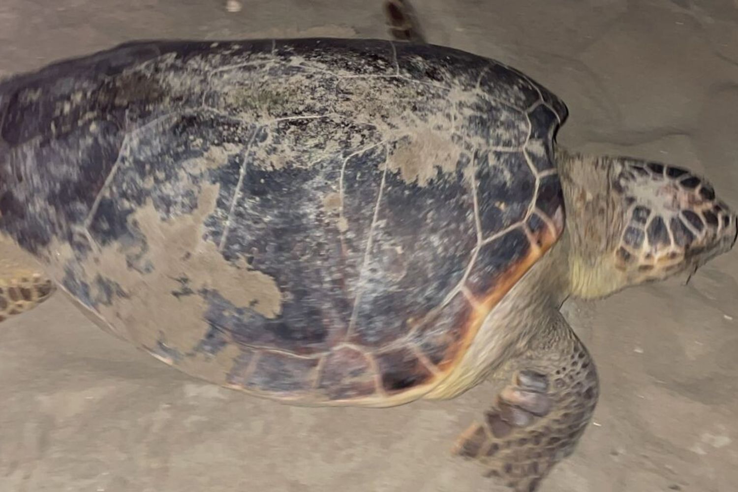 Tartaruga marina  Caretta caretta