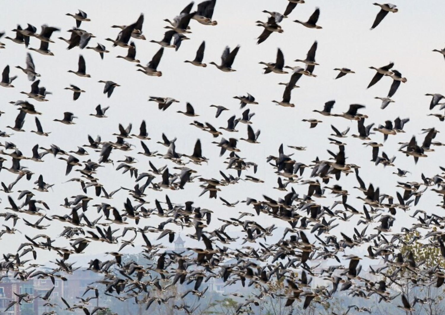 Entro 100 anni oltre 500 specie di uccelli a rischio di estinzione