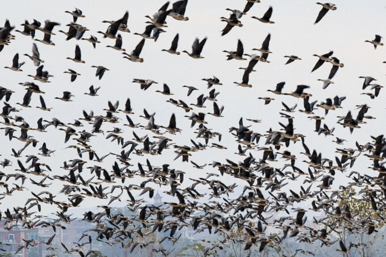 Entro 100 anni oltre 500 specie di uccelli a rischio di estinzione