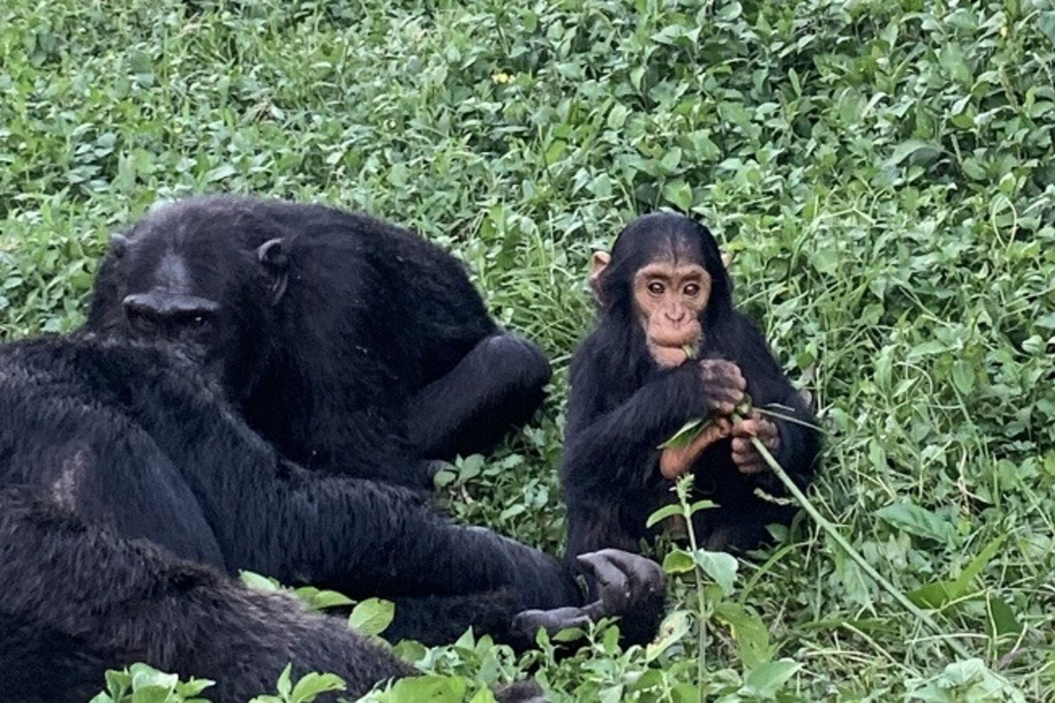 La nostra curiosità verso gli altri: scimpanzè e bambini a confronto