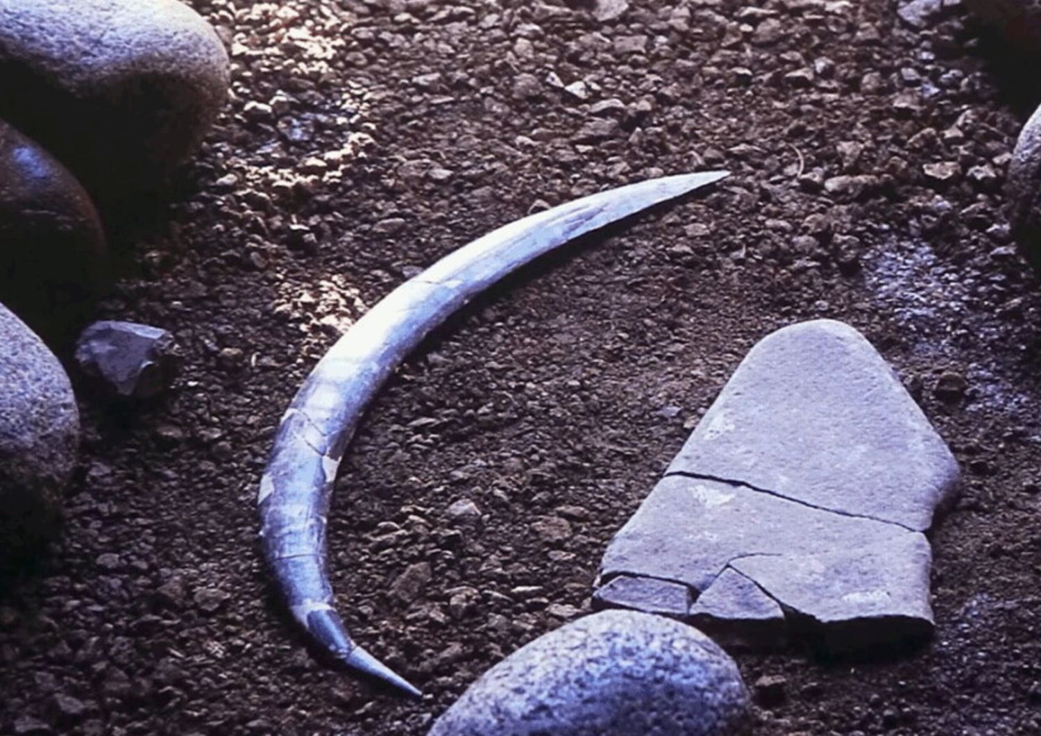 boomerang-obłazowa-scoperta-europa