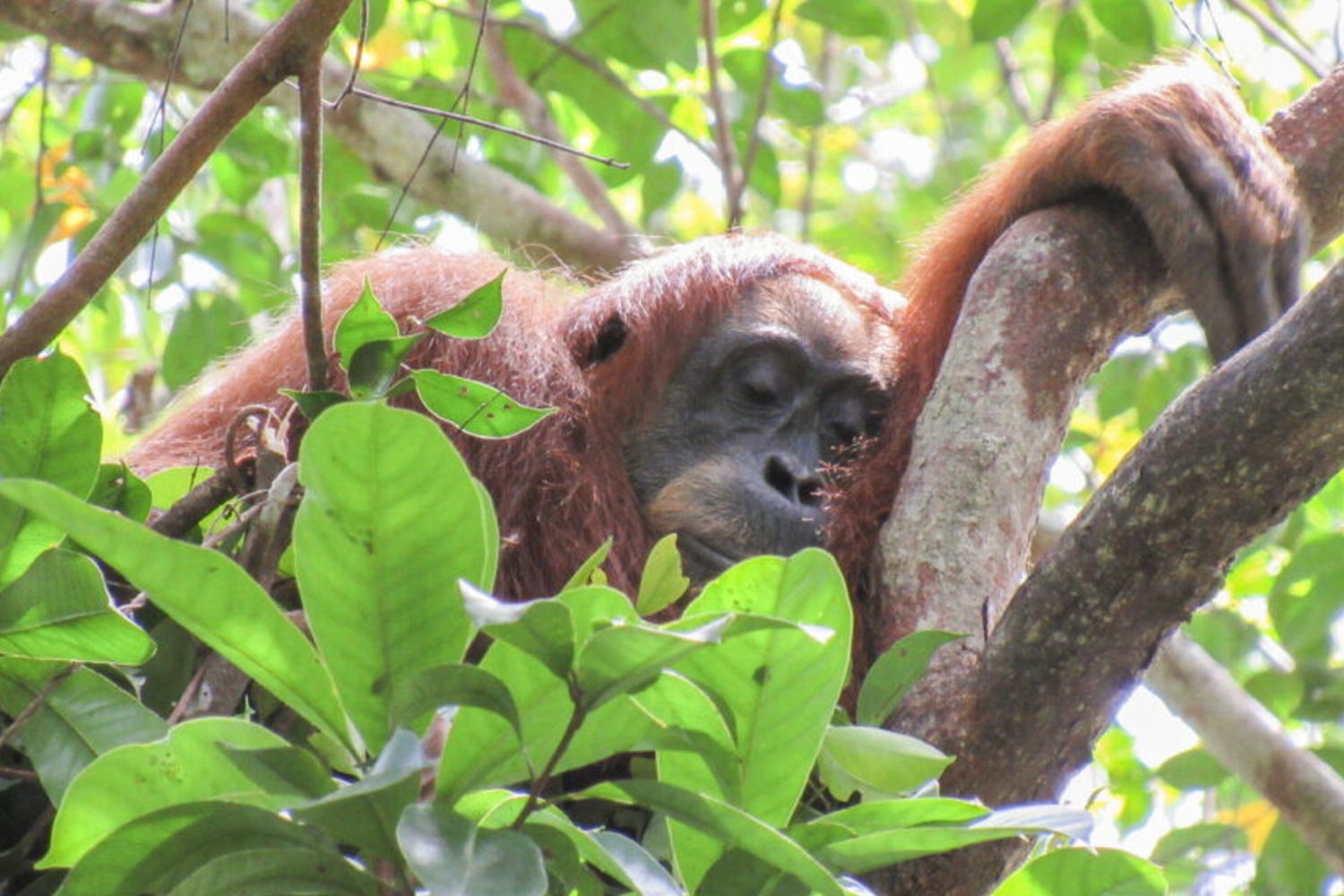 Gli oranghi fanno i pisolini per recuperare il sonno perso