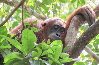 Gli oranghi fanno i pisolini per recuperare il sonno perso