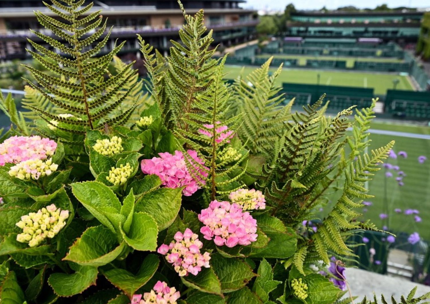Fiori e e piante Wimbledon