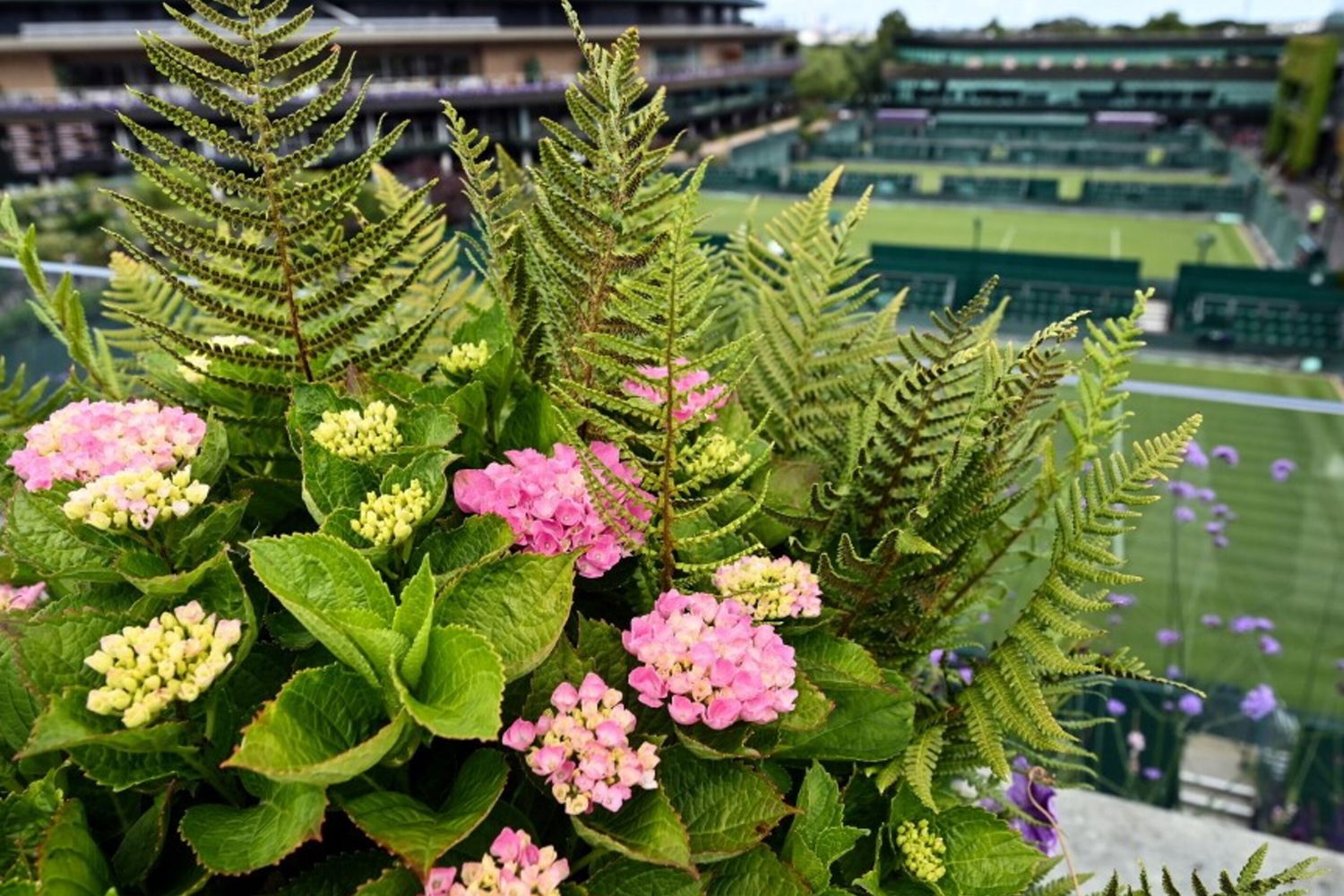Fiori e e piante Wimbledon