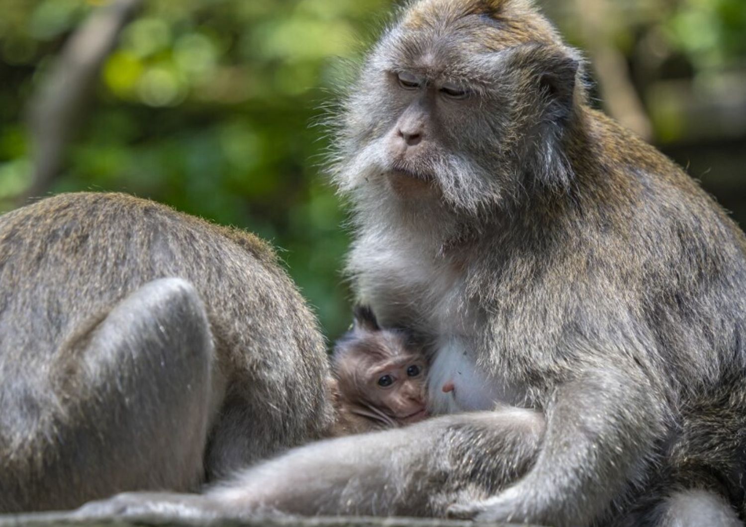 I macachi piangono i loro compagni defunti come gli esseri umani
