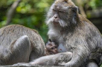 I macachi piangono i loro compagni defunti come gli esseri umani