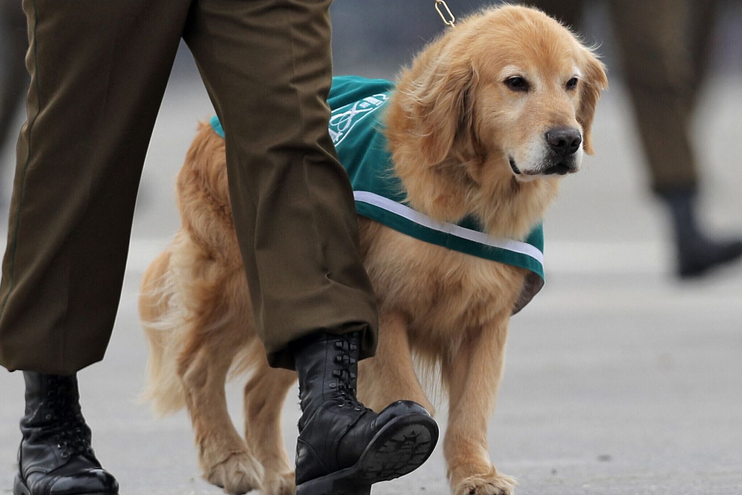 Per i cani poliziotto gi&agrave; in servizio &egrave; prevista un uniforme verde