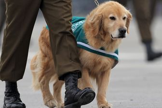 Per i cani poliziotto gi&agrave; in servizio &egrave; prevista un uniforme verde