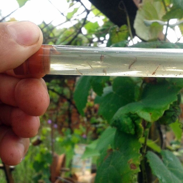 Prelievo di larve di zanzare