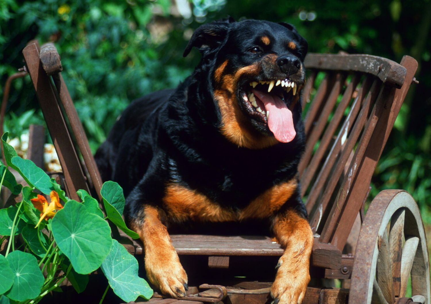 cane rottweiler