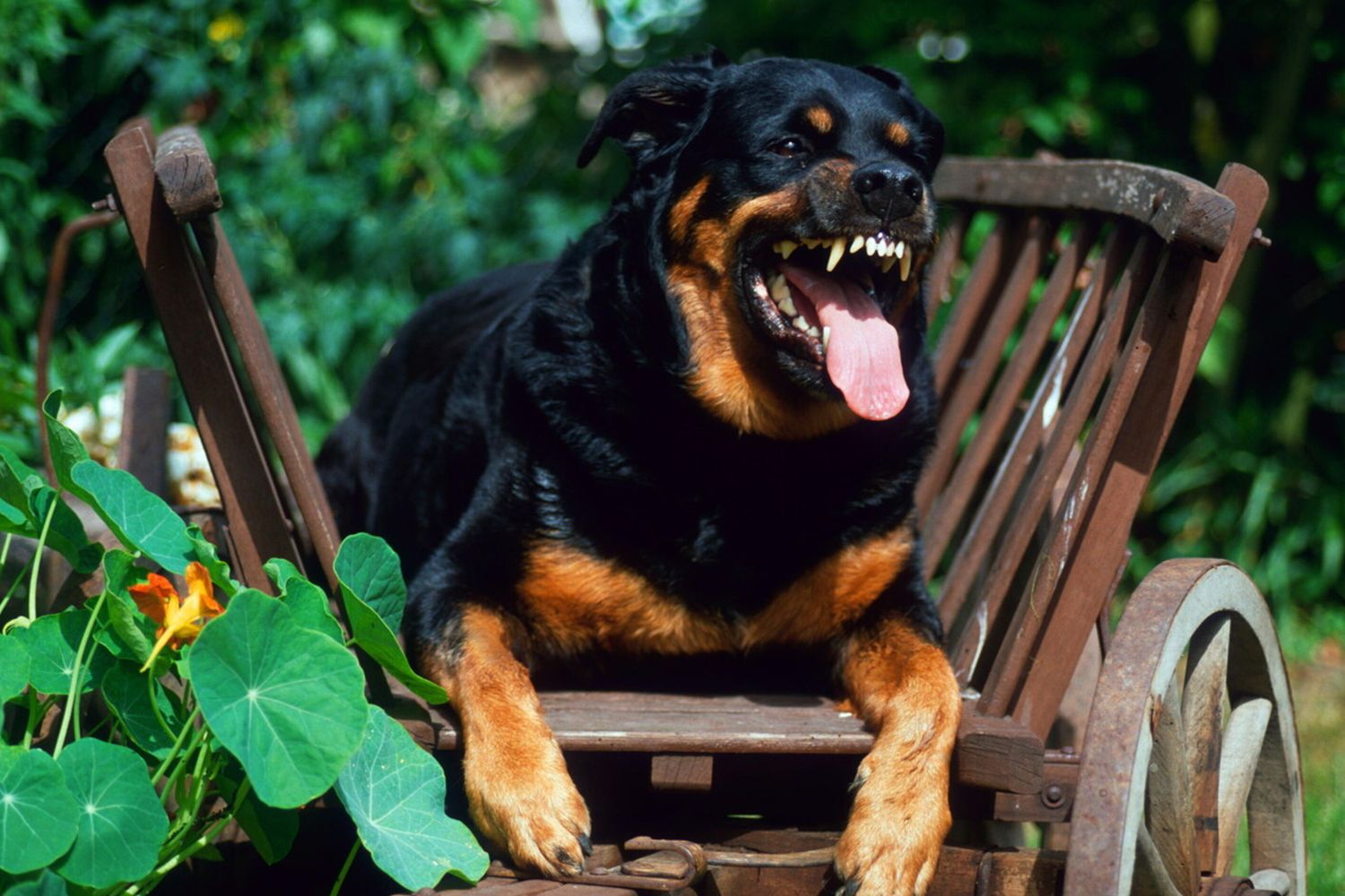 cane rottweiler