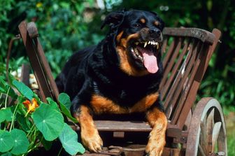 cane rottweiler
