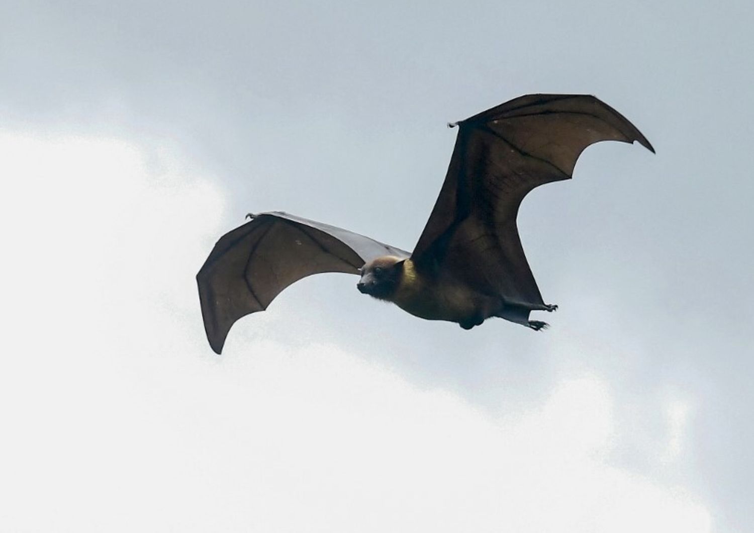 Pipistrello