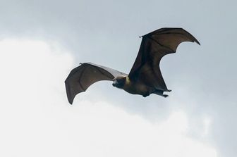 Pipistrello
