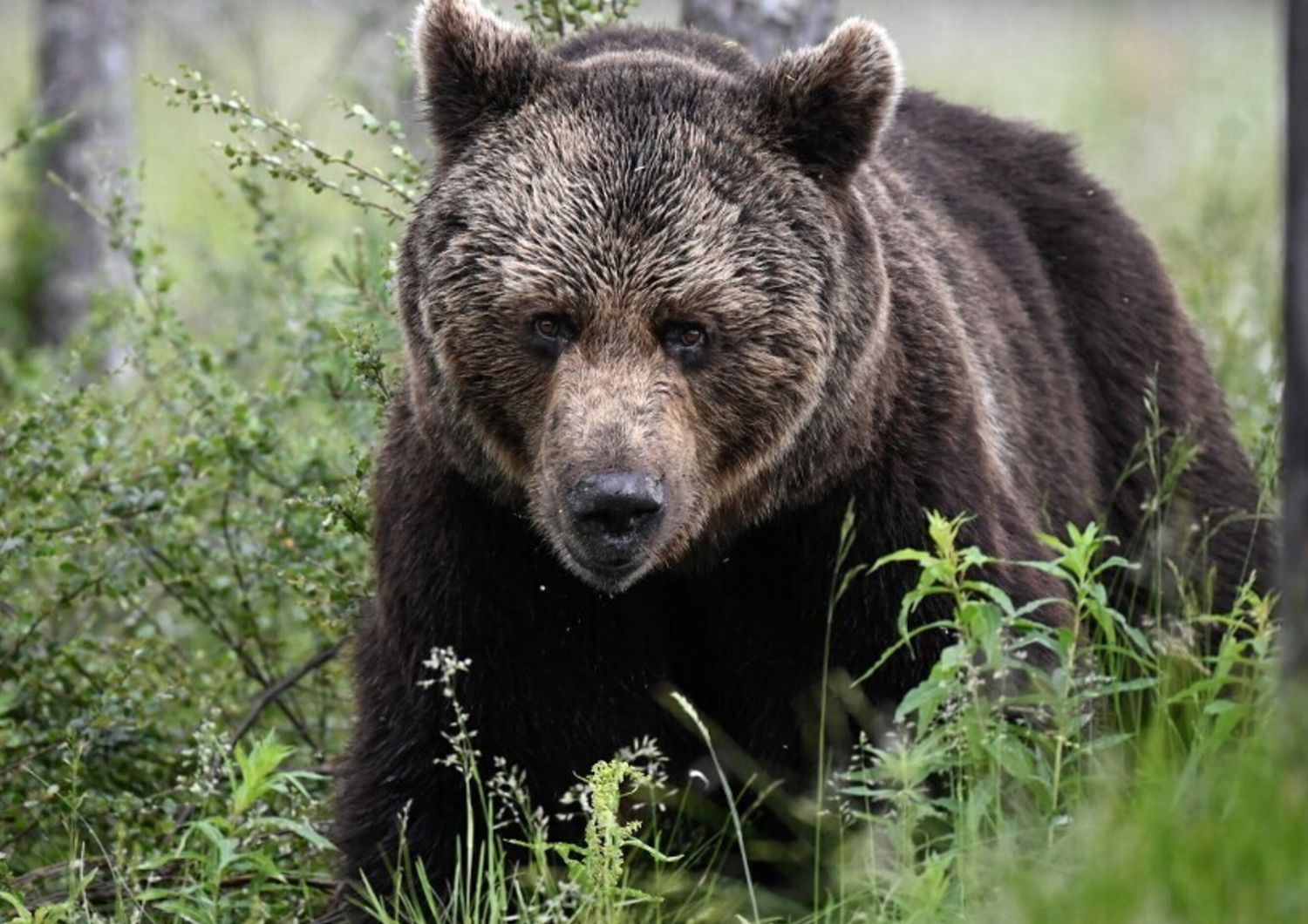 Orso Bruno