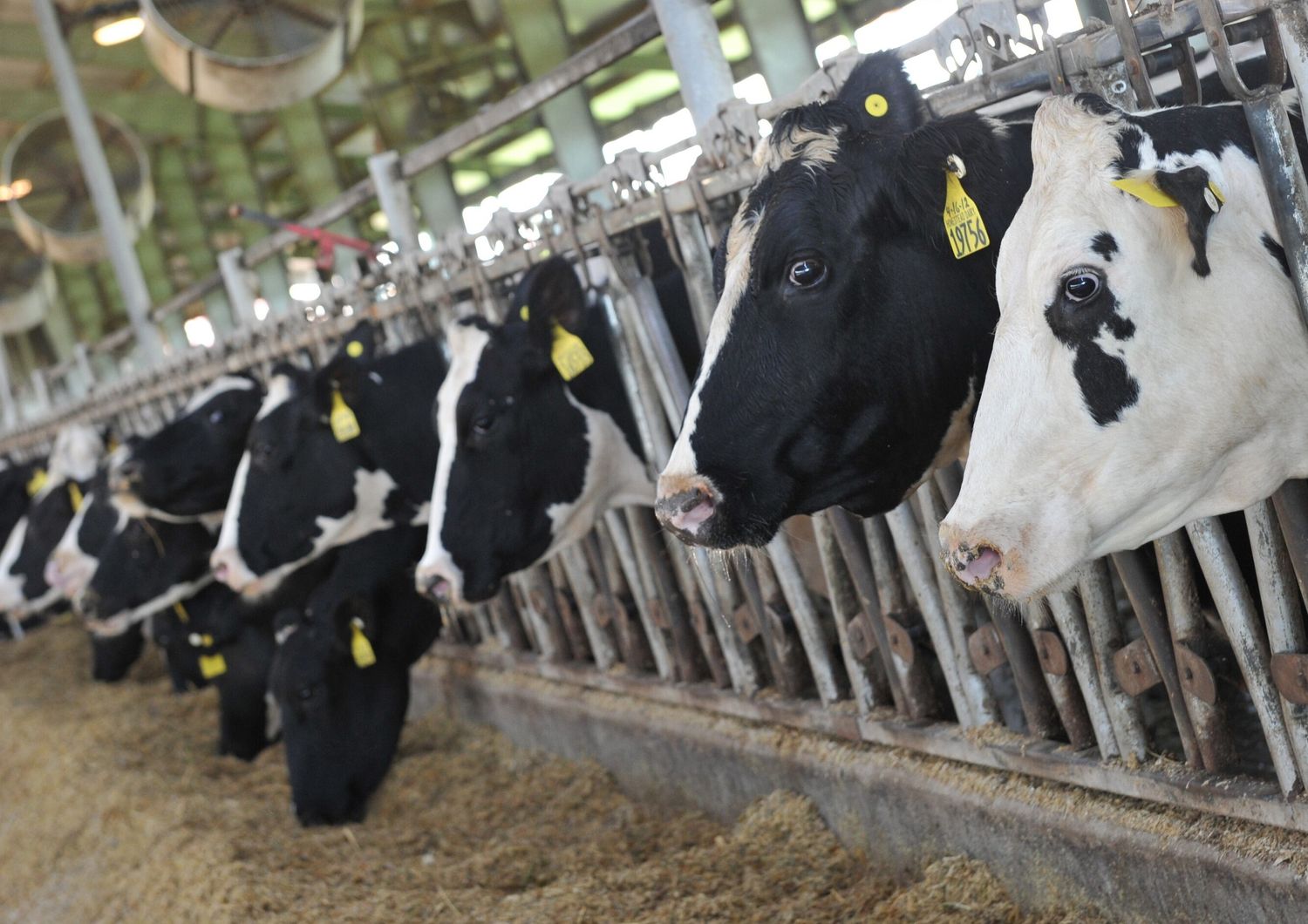 Mucche Holstein (foto Afp)