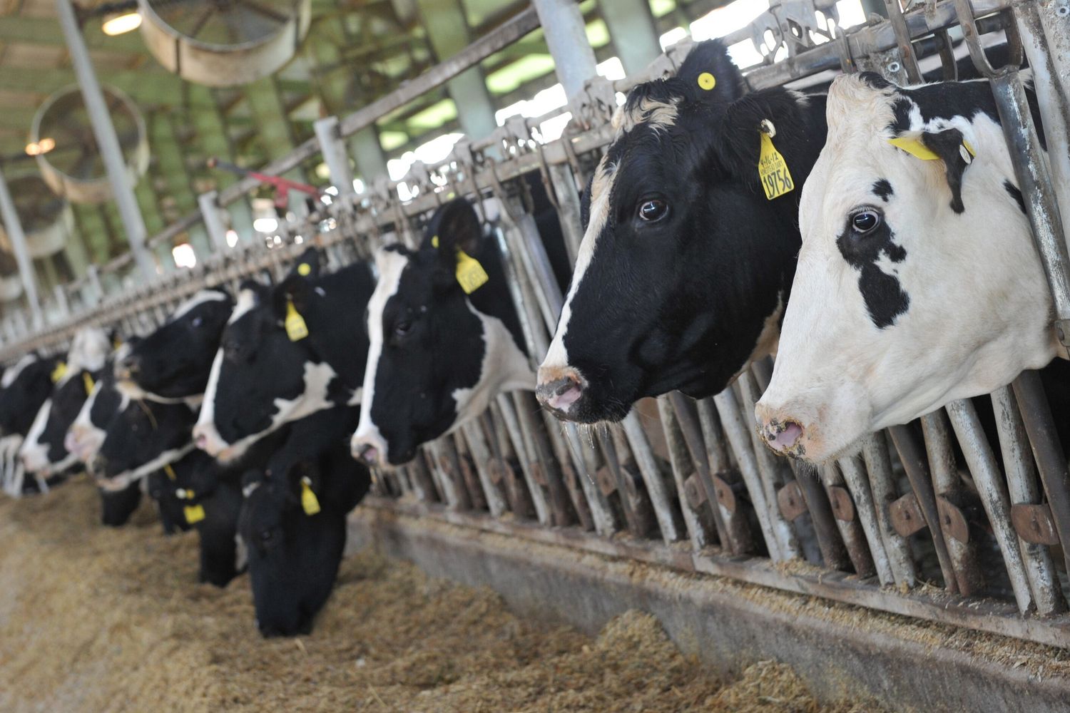 Mucche Holstein (foto Afp)