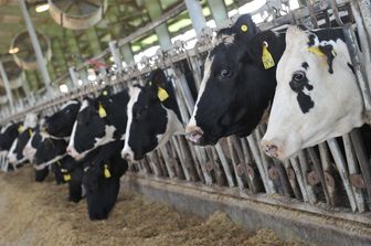 Mucche Holstein (foto Afp)