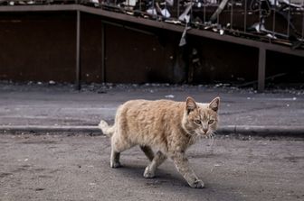Un gatto scampato ai bombardamenti