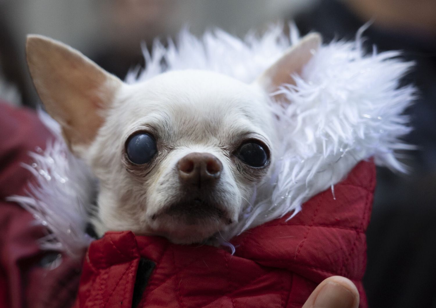 Chihuahua