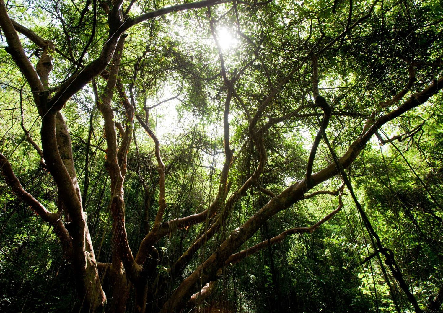 Alberi, il processo della fotosintesi