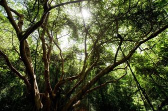 Alberi, il processo della fotosintesi