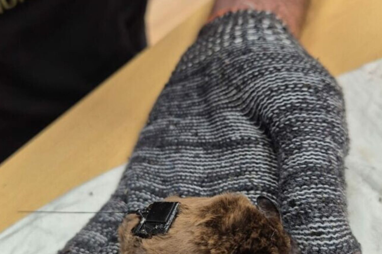 In Toscana il primo pipistrello monitorato da un gps