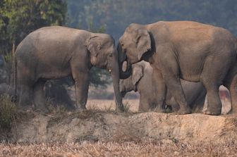 Studi sugli elefanti