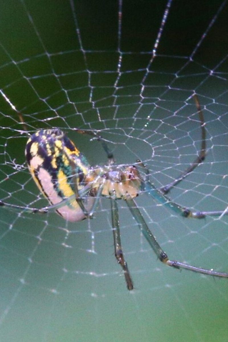 Ragno tessitore