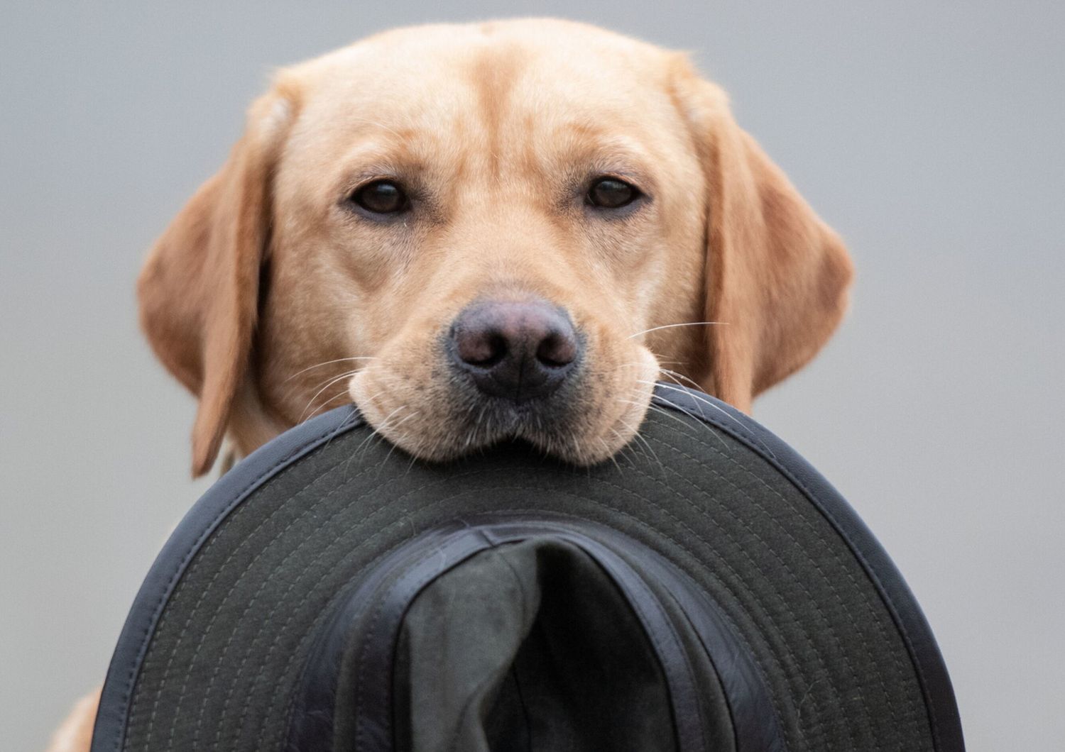 Un cane labrador
