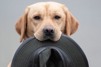 Un cane labrador