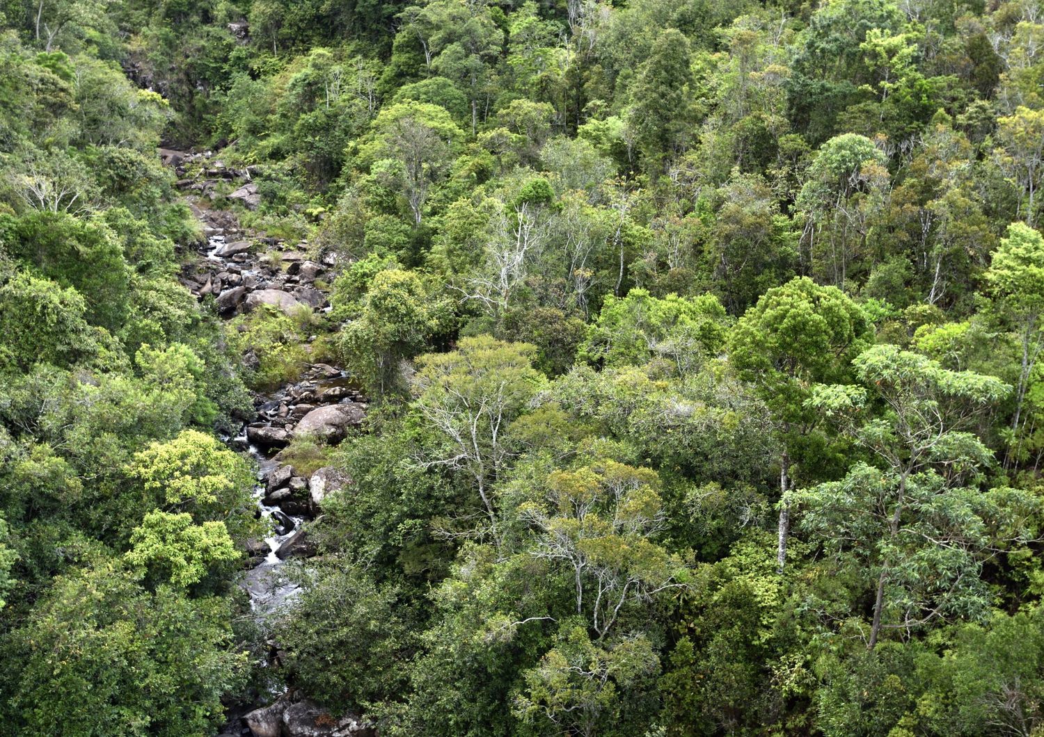 Foresta