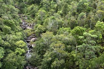 Foresta
