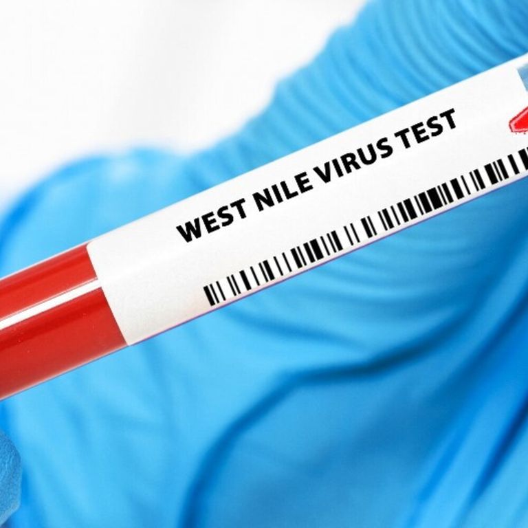 west-nile-morte-fondi-casi-lazio-zanzare-prevenzione