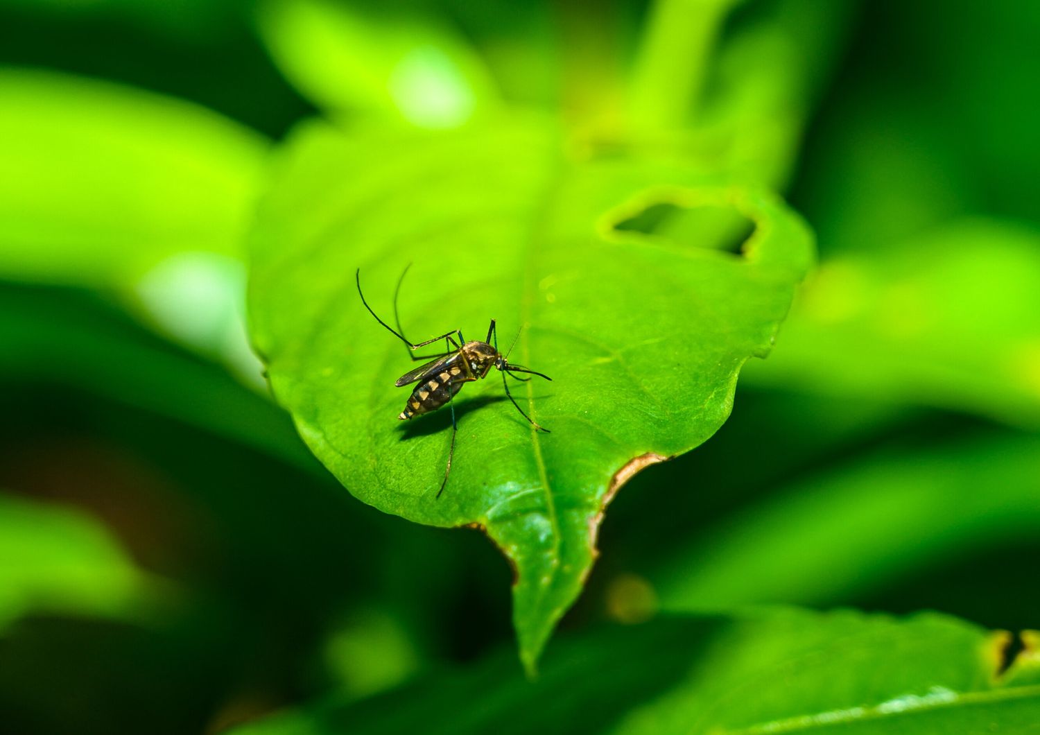 Zanzara vettore del virus West Nile