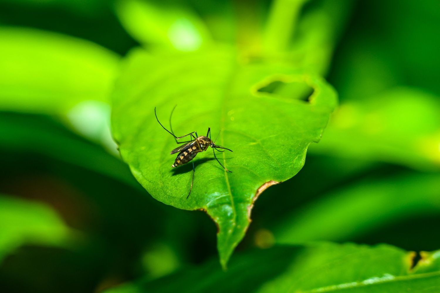 Zanzara vettore del virus West Nile