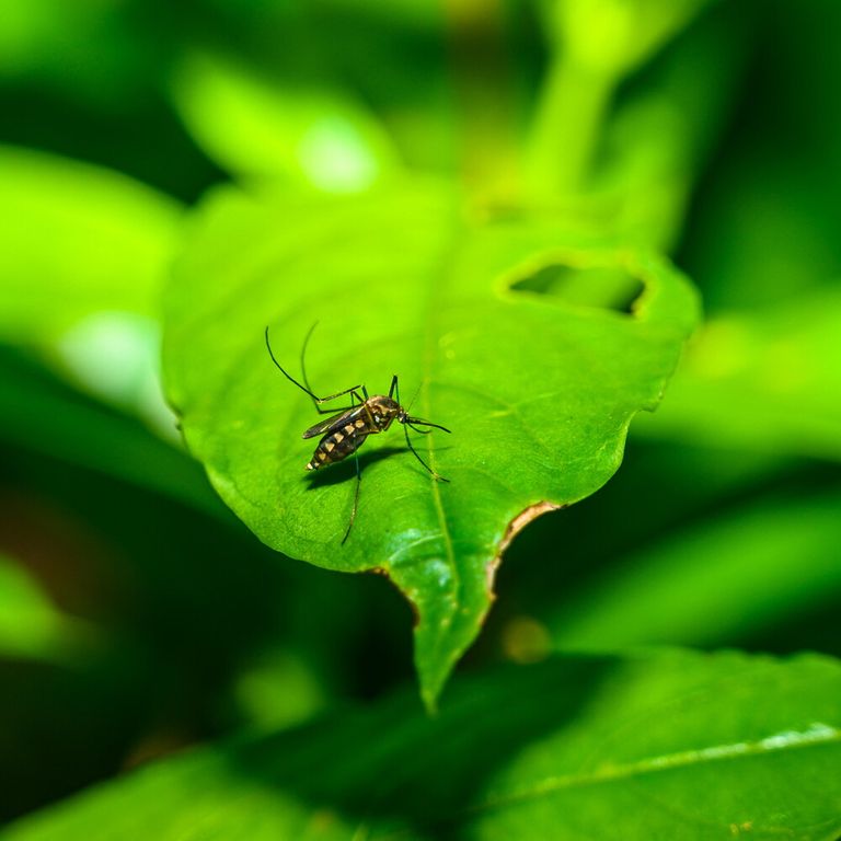 Zanzara vettore del virus West Nile