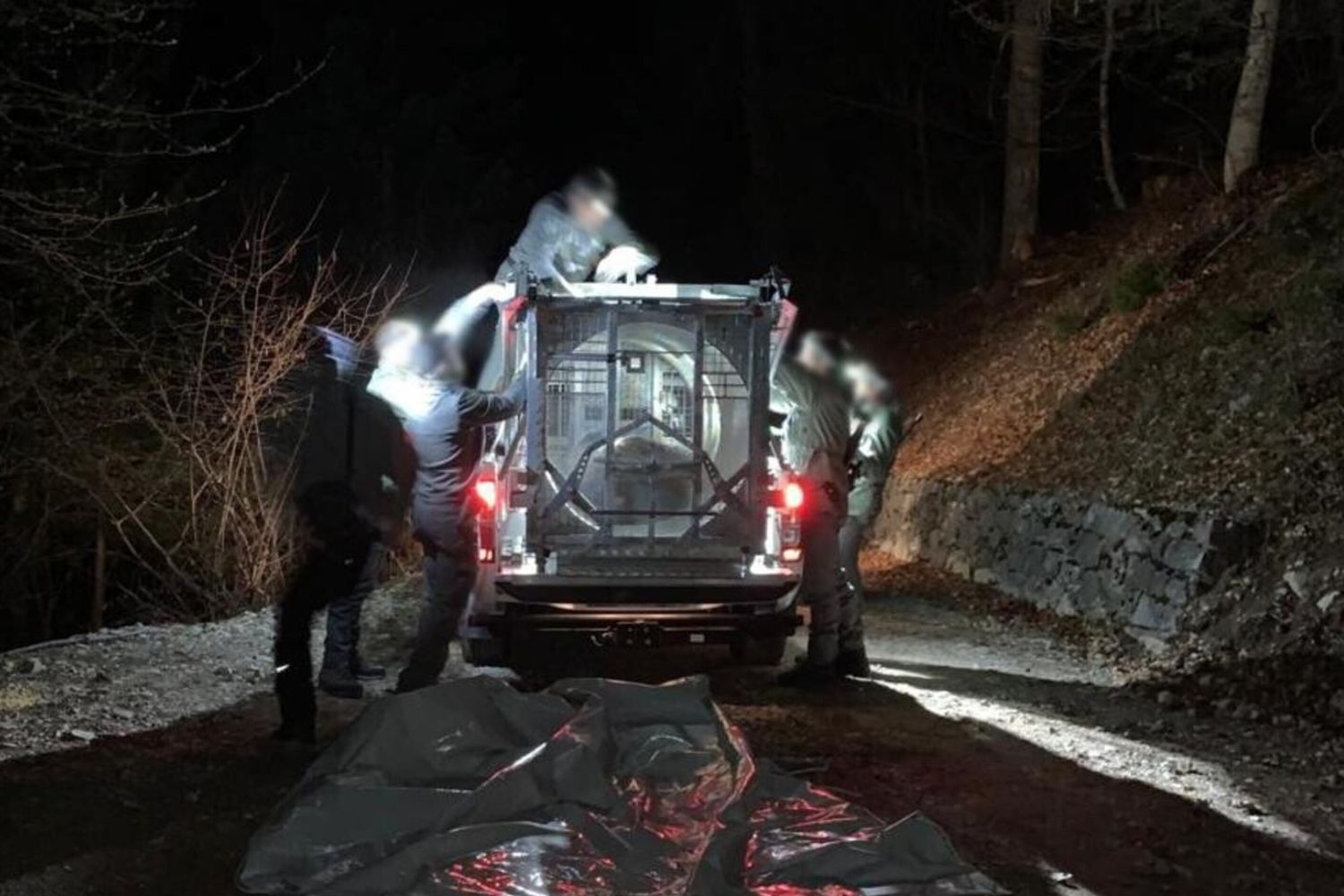 Un momento della cattura dell'orsa Jj4